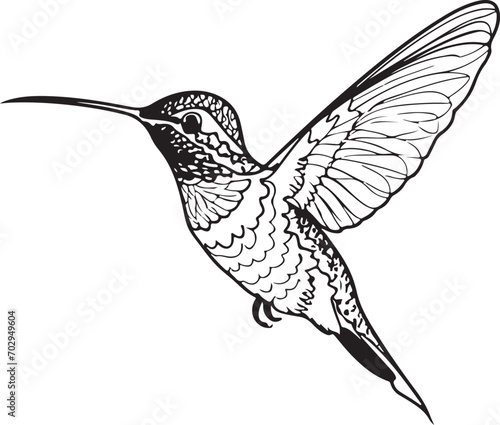 Hummingbird line art silhouette illustration design vector