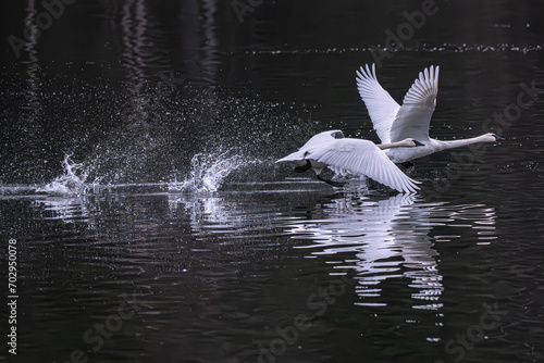 Lift off. Trumpeter swans.