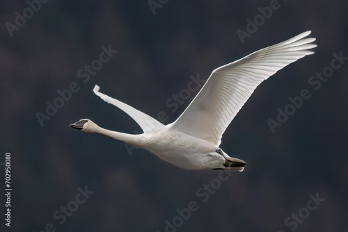 Trumpeter swan in flight photo