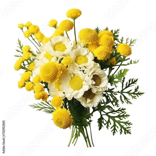 flower - Tansy: Hostile thoughts (2)