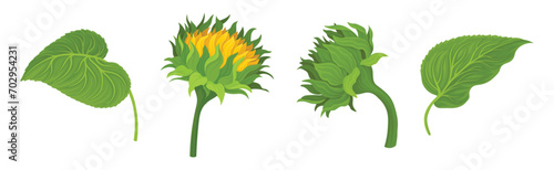 Sunflower Large Head with Green Stem and Leaf Vector Set