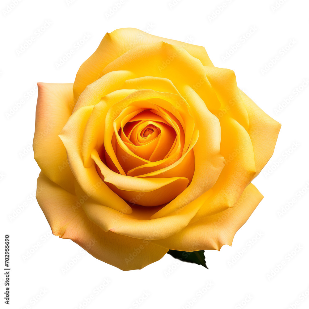 The image of yellow roses signifies warm and joyful love, friendship, and playful affection. The image of yellow roses signifies warm and joyful love, friendship, and playful affection.