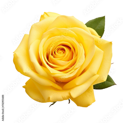 Beautiful yellow roses signifies warm and joyful love  friendship  and playful affection