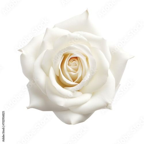 flower - Rose  White   Purity and innocence  3 