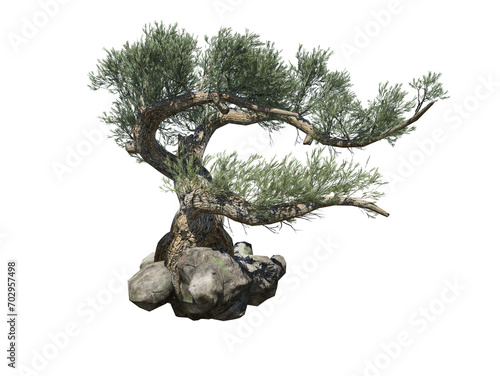 Jeffrey pine tree high quality transparent image photo