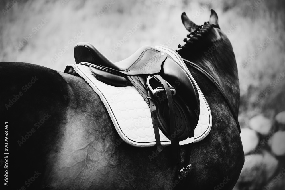 Naklejka premium A black-and-white photo of a horse in sports gear. Horse riding and equestrian sports. Saddle and stirrups.