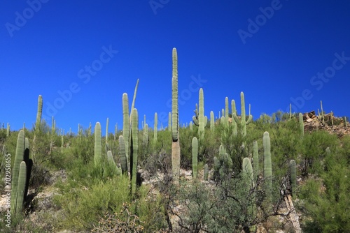 Desert scene in southwest USA