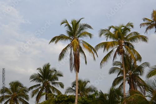 coconut trees