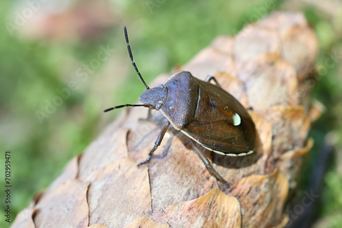 Chlorochroa pinicola, a shieldbug from Finland, no common English name