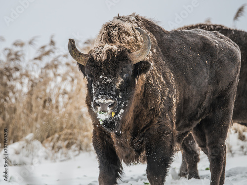 A bison in winter, foraging for food in the snowy landscape of Białowieża, Poland, depicting its survival in harsh conditions