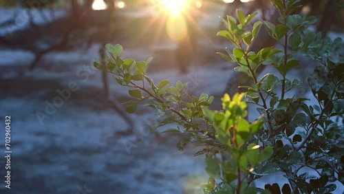 Wallpaper Mural Mastic trees garden in the golden hour. Sunlight shining with the rays through the foliage. Selective focus. Chios, Greece. Torontodigital.ca