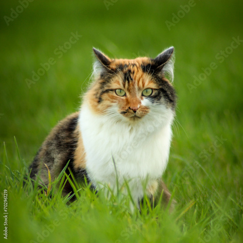 Naklejka Chat