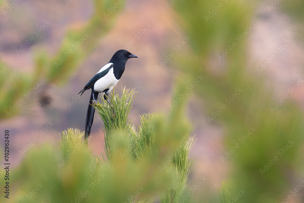 Eurasian magpie Eurasian magpie