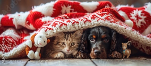 Santa Claus English Cocker spaniel puppy with reindeer Rudolf and cozy kitten under blanket at home. Pets hug toy bears. photo