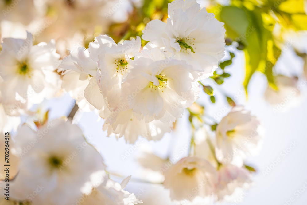 Beautiful nature scene with blooming white cherry tree in spring Beautiful nature scene with blooming white cherry tree in spring
