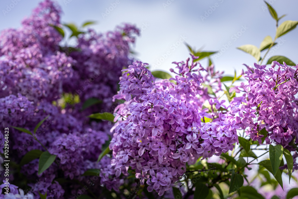 Spring background art with Purple lilac flowers at the blue sky background. Spring background art with Purple lilac flowers at the blue sky background.
