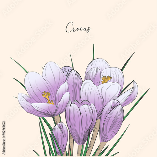 Crocus vector sketch illustration isolated on white background, saffron sketch art. Saffron flower. Template for packaging design, label, banner, poster