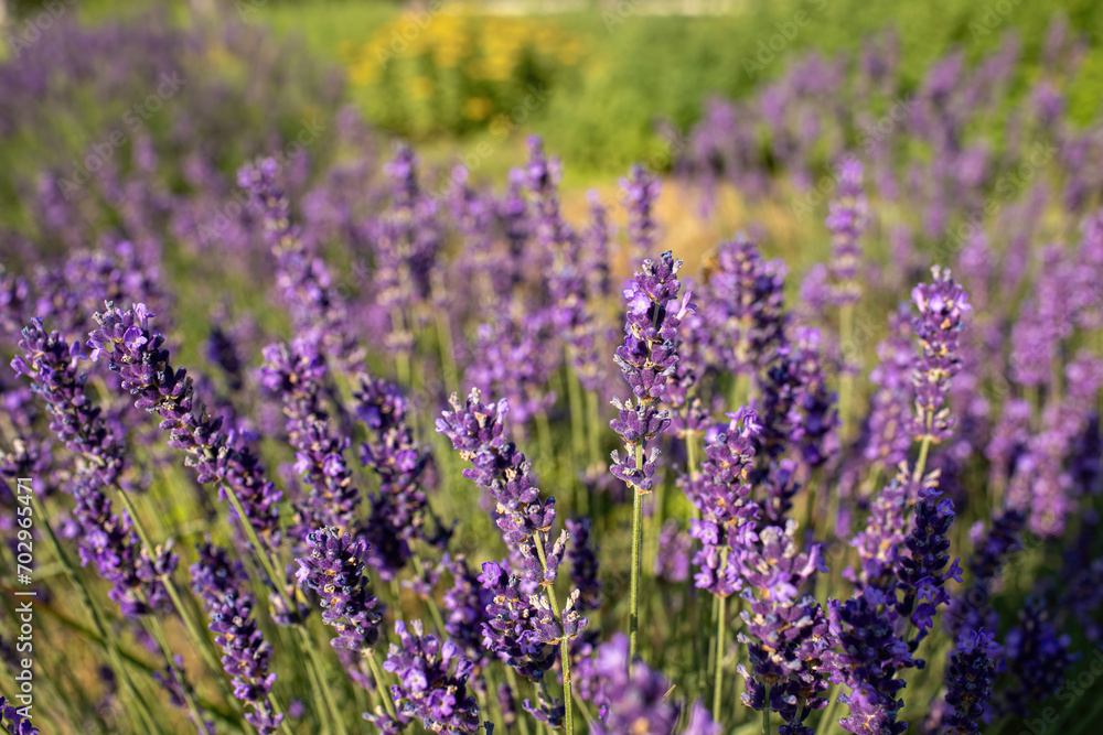 Lavender field in garden at Royal Palace of Godollo,Hungary.Summer season.