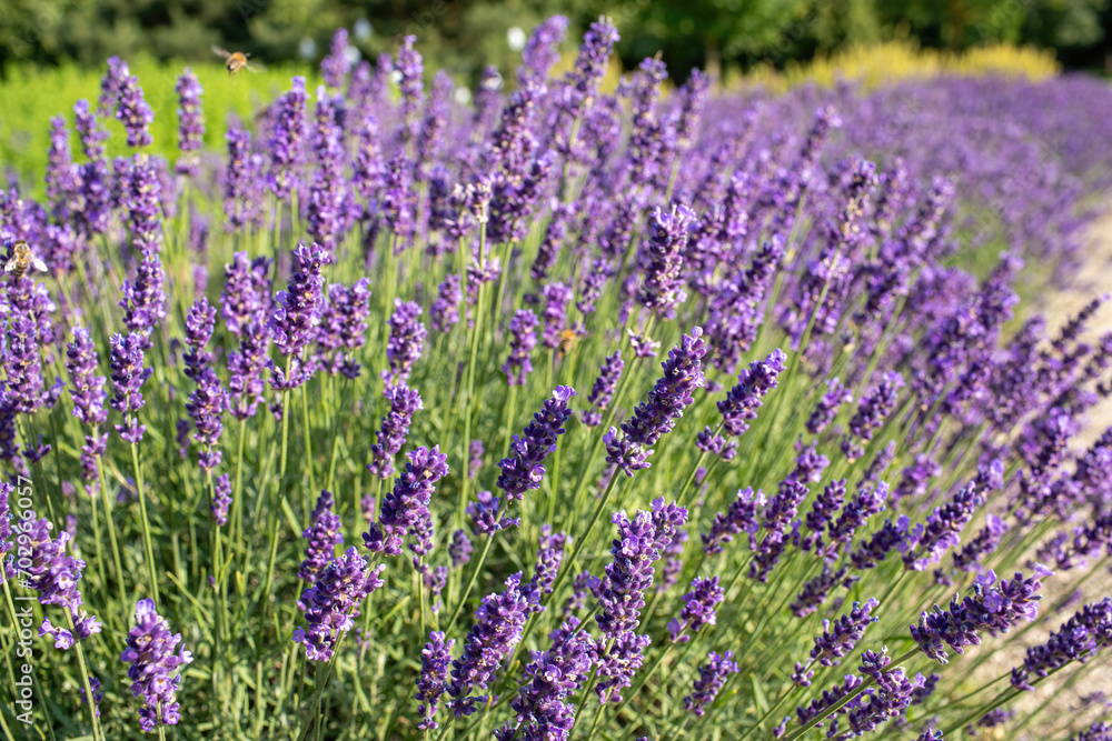 Lavender field in garden at Royal Palace of Godollo,Hungary.Summer season. Lavender field in garden at Royal Palace of Godollo,Hungary.Summer season.