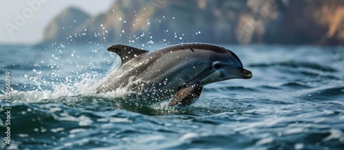 A Dolphin off the coast of Lagos in Portugal s Algarve region.