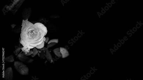 Einzelne Rose, monochrom, Panorama	
