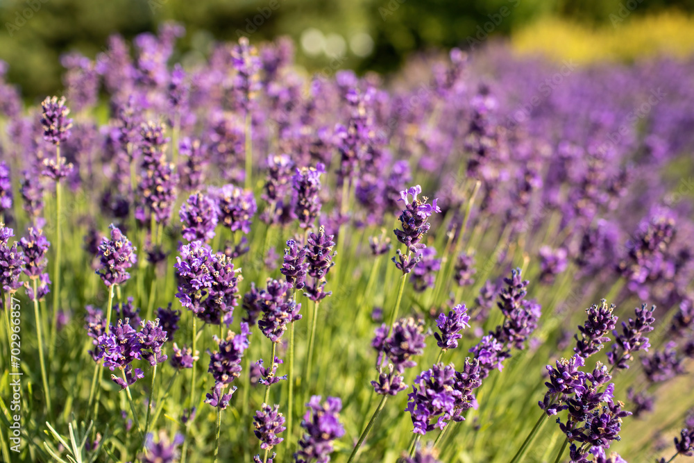 Obraz premium Lavender field in garden at Royal Palace of Godollo,Hungary.Summer season.