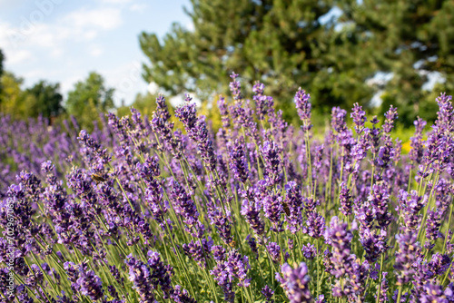 Lavender field in garden at Royal Palace of Godollo,Hungary.Summer season.