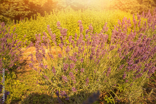 Lavender field in garden at Royal Palace of Godollo,Hungary.Summer season.