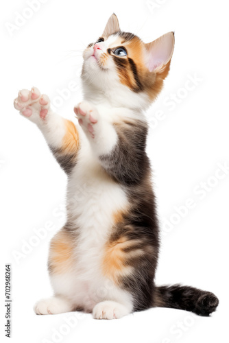 A playful young cute calicao kitten standing uo on hind legs, looking up and raising paws to bat and play. Extracted on transparent background. 