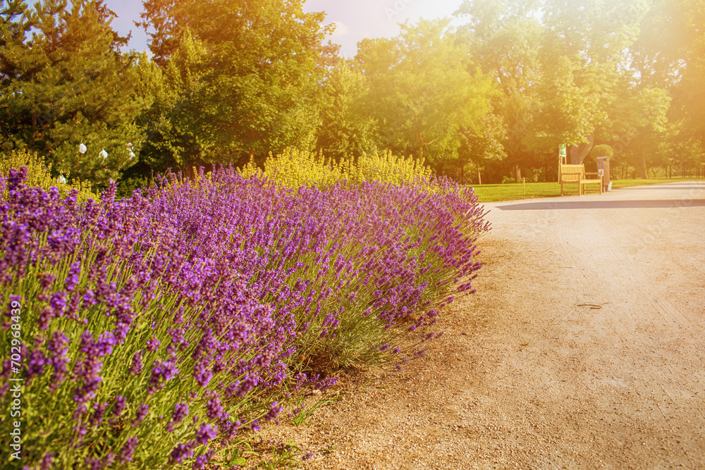 custom made wallpaper toronto digitalLavender field in garden at Royal Palace of Godollo,Hungary.Summer season.