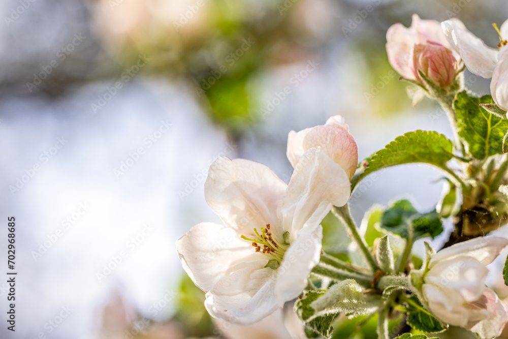 Spring background art with white apple blossom on blue sky background. Spring background art with white apple blossom on blue sky background.