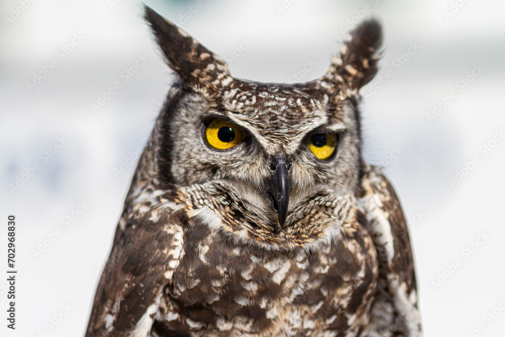 African or Spotted Eagle Owl (Bubo africanus) African or Spotted Eagle Owl (Bubo africanus)