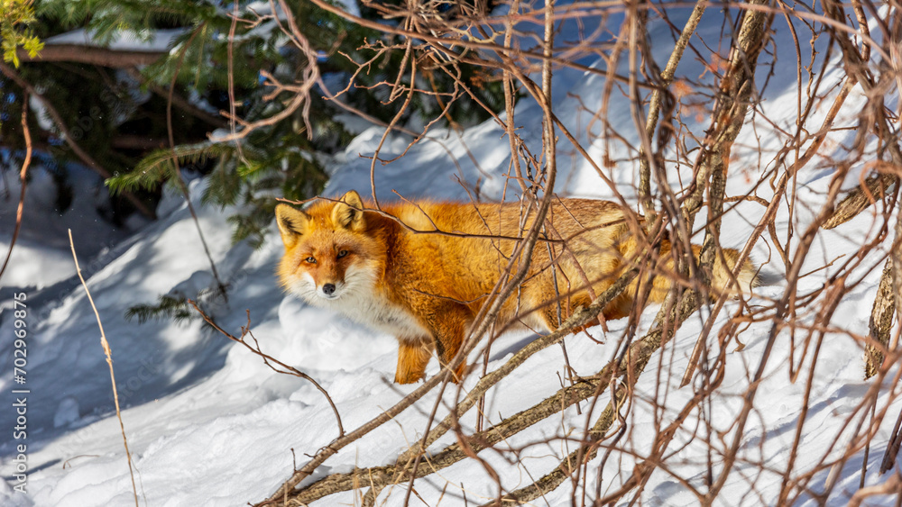 Obraz premium Fox / wildlife / Japan /Hokkaido