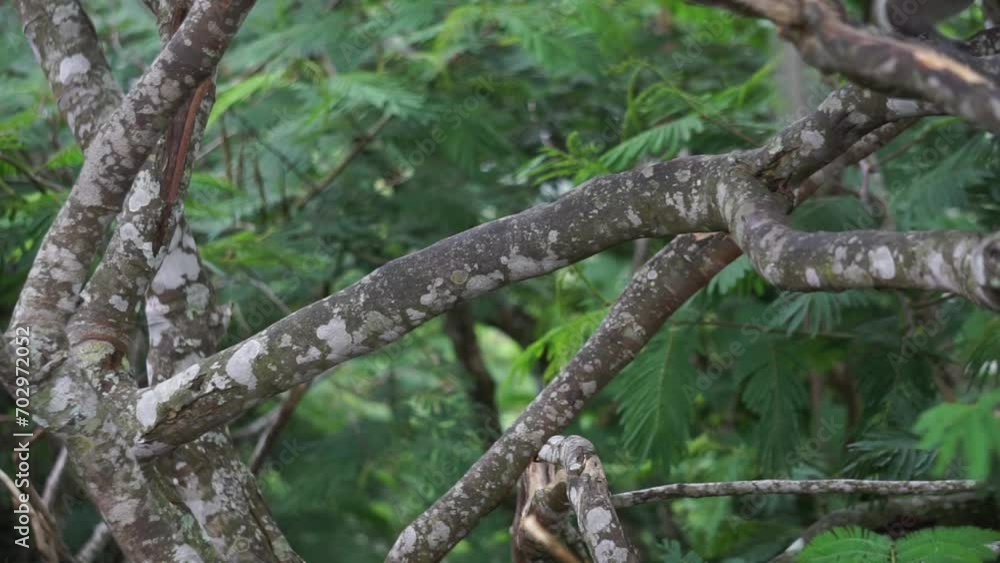 Macaca fascicularis (Monyet kra, kera ekor panjang, monyet ekor panjang, long-tailed macaque, monyet pemakan kepiting, crab-eating monkey) on the tree. Macaca fascicularis (Monyet kra, kera ekor panjang, monyet ekor panjang, long-tailed macaque, monyet pemakan kepiting, crab-eating monkey) on the tree.