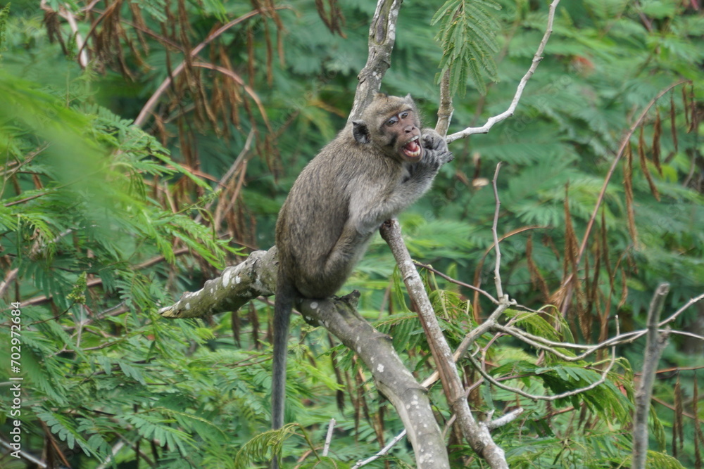Macaca fascicularis (Monyet kra, kera ekor panjang, monyet ekor panjang, long-tailed macaque, monyet pemakan kepiting, crab-eating monkey) on the tree. Macaca fascicularis (Monyet kra, kera ekor panjang, monyet ekor panjang, long-tailed macaque, monyet pemakan kepiting, crab-eating monkey) on the tree.
