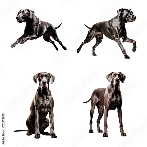 Set of isolated Great Dane dogs