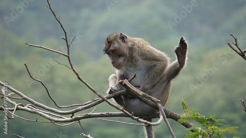 Macaca fascicularis (Monyet kra, kera ekor panjang, monyet ekor panjang, long-tailed macaque, monyet pemakan kepiting, crab-eating monkey) on the tree. photo