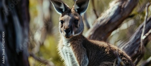 Kangaroo from Australia carrying a baby.
