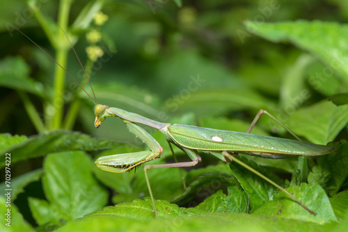 Selective focus on a green Giant African mantis, Sphodromantis Viridis