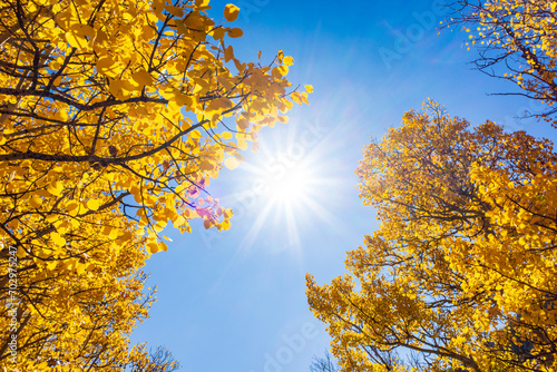 A sunburst in a blue sky between colorful yellow aspens photo