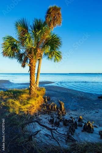 A wild beach with palm tree near sunset, Apalachicola Bay, Florida photo
