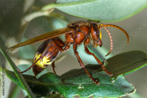 Selective focus on Oriental Hornet, Vespa Orientalis