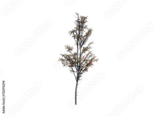 tree for backyard 3d rendering transparent image