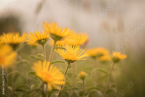 Gelbe Blütenpracht © Christina Pichler