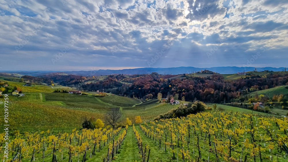 On the picturesque Austria Slovenia border lies a mesmerizing wine yard in South Styria, boasting an abundance of lush greenery. Countless rows of vineyards. Cultivated wine plantation