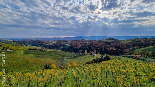 On the picturesque Austria Slovenia border lies a mesmerizing wine yard in South Styria  boasting an abundance of lush greenery. Countless rows of vineyards. Cultivated wine plantation