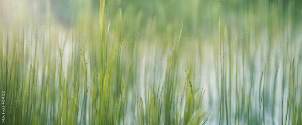 green grass field green grass field