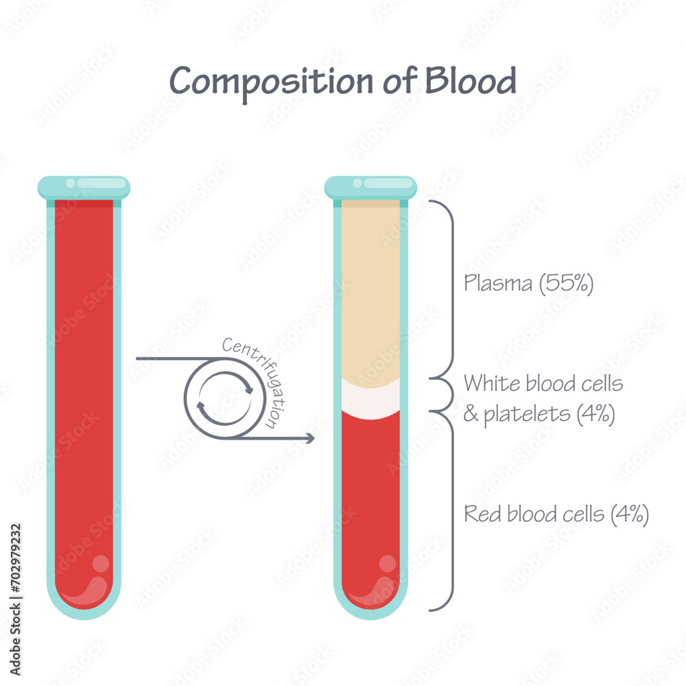 Composition of blood after centrifugation scientific vector illustration graphic Composition of blood after centrifugation scientific vector illustration graphic