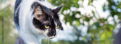 Photography Close up portrait of European shorthair cat hunting outdoors and listens carefully