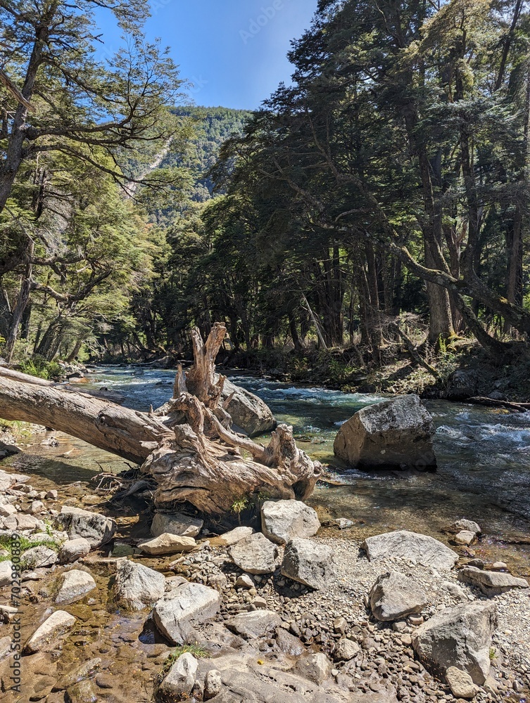 Obraz premium Fallen tree at patagonian river coast